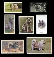 KEESHOND Dutch Barge Dog