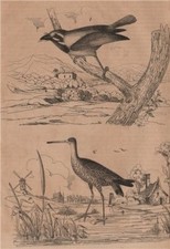 BIRDS. Barbu (Berbet/Barbet)